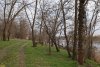 Посадки гледичии трёхколючковой и робинии лжеакации в перспективной ООПТ Скобелевский лес