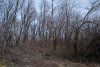 Посадка шелковицы в перспективной ООПТ Скобелевский лес