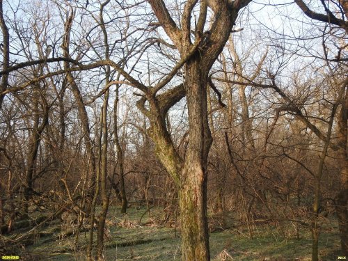 Старое большое дерево боярышника однопестичного в перспективной ООПТ Красносельская дубрава