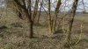 Ясень пенсильванский и гледичия трёхколючковая в лесополосе на окраине перспективной ООПТ Пеховское лесонасаждение