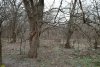 Посадка шелковицы в перспективной ООПТ Новоукраинский лес