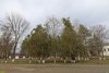 Туя (биота восточная), платан восточный, клён ложноплатановый в перспективной зелёной зоне в посёлке Кубань (2) 