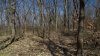 Одичавшие посадки дуба черешчатого и ясеня обыкновенного, а также боярышник однопестичный в перспективной ООПТ Косогорный лес
