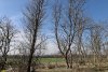 Ясень пенсильванский на окраине перспективной ООПТ Косогорный лес