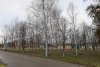 Берёза повислая, липа в перспективной зелёной зоне в посёлке Кубань (4)