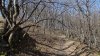 Клён полевой, дуб скальный, ясень обыкновенный в Балке Сушкова