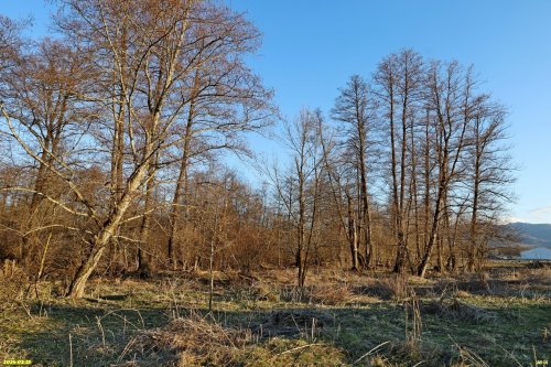 Озеленённая территория в посёлке Псебай: ольха серая (слева) и ольха чёрная (справа)