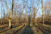 Озеленённая территория в посёлке Псебай: Ольха серая, ива, клён полевой, дуб красный