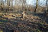 Исследователь Д.Матвеев фотографирует папоротник страусник обыкновенный (страусопёр) на озеленённой территории в посёлке Псебай