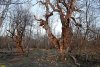 Большая старая ива в Псебайском ольховом лесу