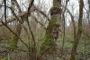 Крупный тополь чёрный и лещина в Усть-Шедокском лесу