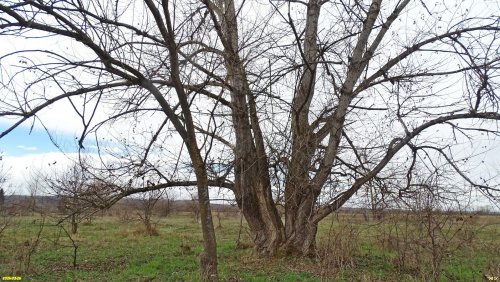 Тополь чёрный в районе Дятловского озера