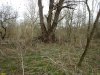 Многоствольная ива в Бесленеевском лесу