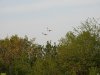 Дикие утки над перспективной ООПТ Северо-Тбилисский лесопарк 