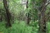 Перспективная ООПТ Камышевахкие лесокустарниковые рощи