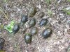Спасённые участниками выезда из браконьерской сети водяные черепахи в перспективной ООПТ Сухокутская пойма