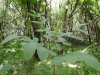 Молодое дерево грецкого ореха в перспективной ООПТ Петропавловская роща