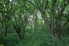 Перспективная ООПТ Чамлыкский лес