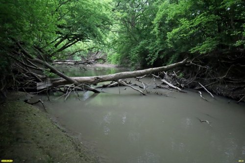 Перспективная ООПТ Чамлыкский лес протягивается по пойме реки Чамлык