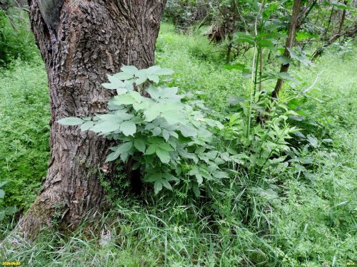 Перспективная ООПТ Урмийский лес