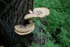 Древесный гриб трутовик серно-жёлтый в перспективной ООПТ Урмийский лес