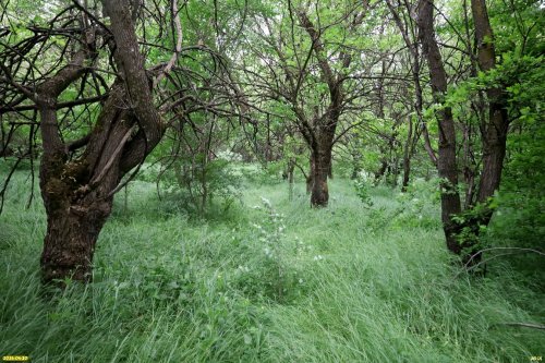 Перспективная ООПТ Урмийский лес