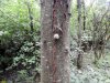 Гледичия трёхколючковая в перспективной ООПТ Свободовский лес