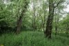 Перспективная ООПТ Свободовский лес