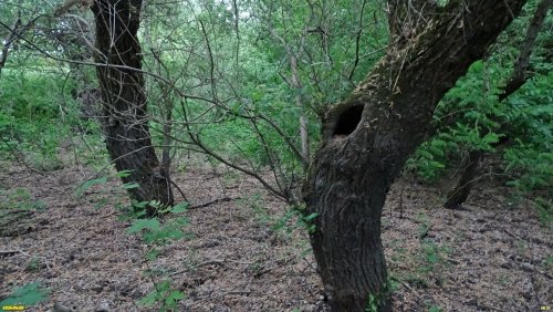 Перспективная ООПТ Краснопольский лес