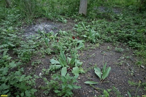 Одичавшие тюльпаны в перспективной ООПТ Михайловская роща