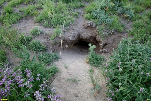 Нора (предположительно лисья) в перспективной ООПТ Урочище Холодная балка