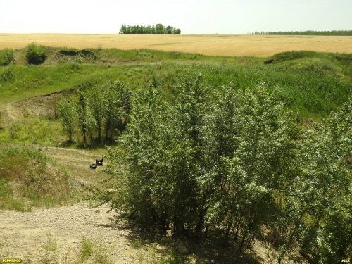 Перспективная ООПТ Глебо-Борисовский старый карьер (Новокубанский район)