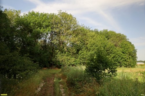 Перспективная ООПТ Южненский лесопарк