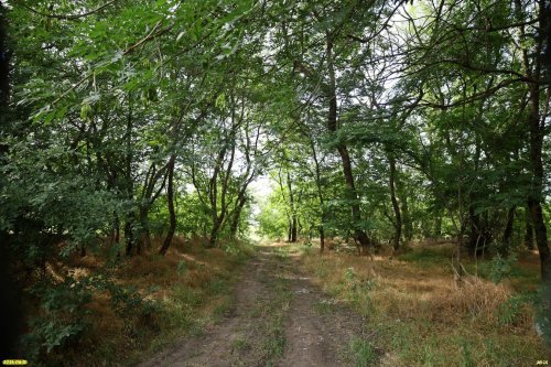 Перспективная ООПТ Южненский лесопарк