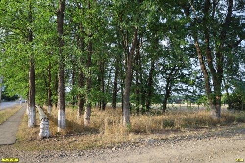 Перспективная зелёная зона в посёлке Центральной усадьбы совхоза Восток (4)