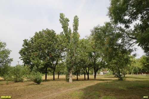 Перспективная зелёная зона в г.Армавир (4)