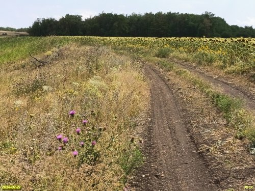 Перспективная ООПТ Чернобалковский лес с участком степи