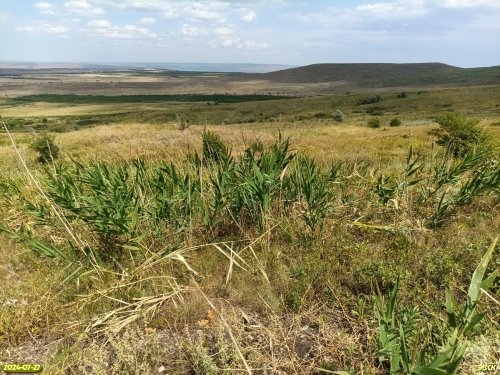 Перспективная ООПТ Чернобалковский лес с участком степи