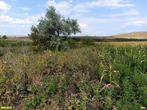 Перспективная ООПТ Чернобалковский лес с участком степи