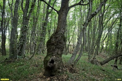 Перспективная ООПТ Урочище Круглик и балка Дубки