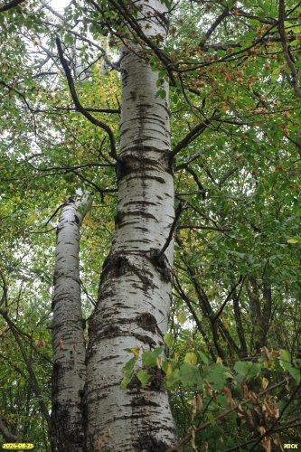 Перспективная ООПТ Урочище Круглик и балка Дубки