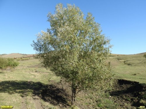 Перспективная ООПТ Степи балки Азико