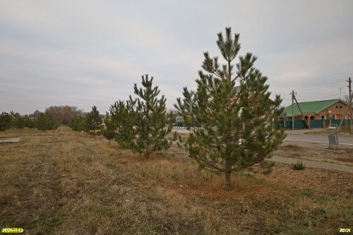 Перспективная зелёная зона в станице Новопокровская (1)