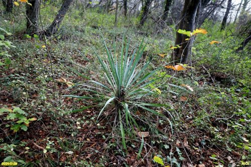 Юкка в перспективной ООПТ Верхнемакопсинский лесопарк