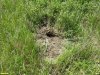 Нора хомяка или слепыша в перспективной ООПТ Правогостагайские балки