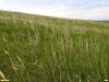Тюльпан в перспективной ООПТ Высокий берег Гостагая