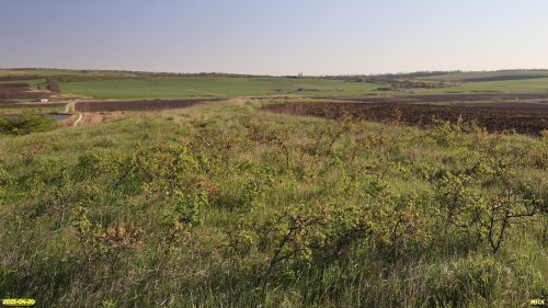 Заросли тёрна в перспективной ООПТ Шкуратская степь