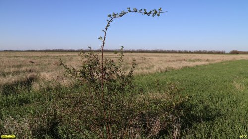 Куст шиповника в перспективной ООПТ Падь Кисличина