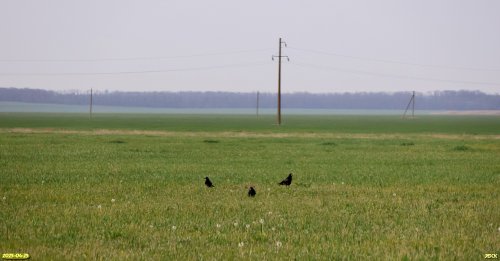 Группа воронов в перспективной ООПТ Воронцовская падь (Северный участок)