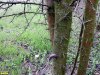 Гледичия трёхколючковая в перспективной ООПТ Насаждение над Воронцовской падью